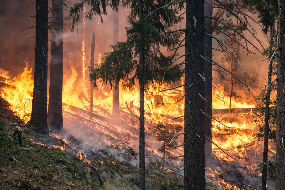 Trees burn in a wildland fire.